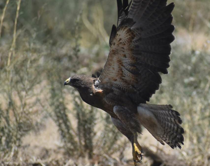 Side view of a Swainson's hawk taking flight from the ground, its wings outstretched.