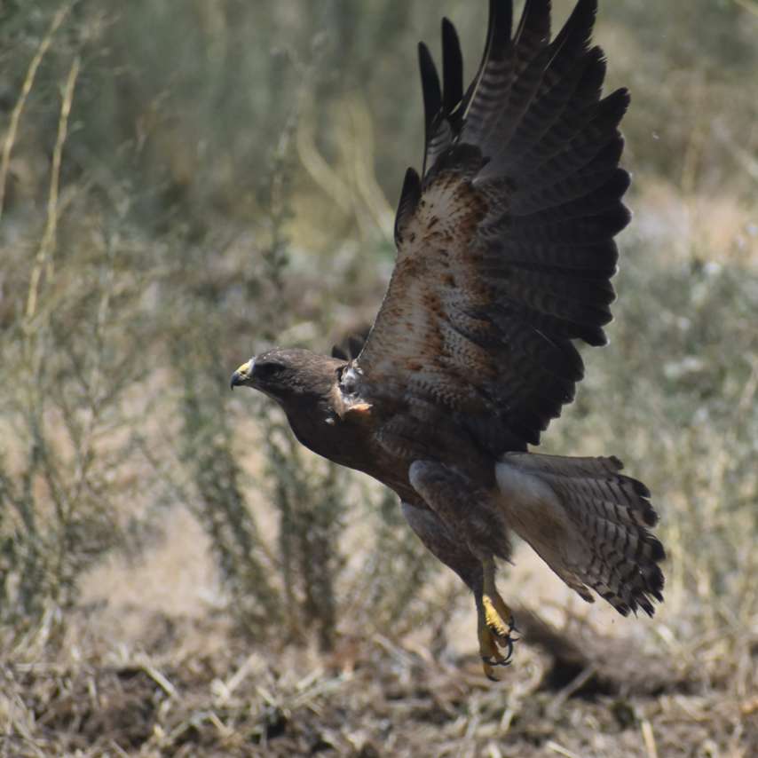 Side view of a Swainson's hawk taking flight from the ground, its wings outstretched.