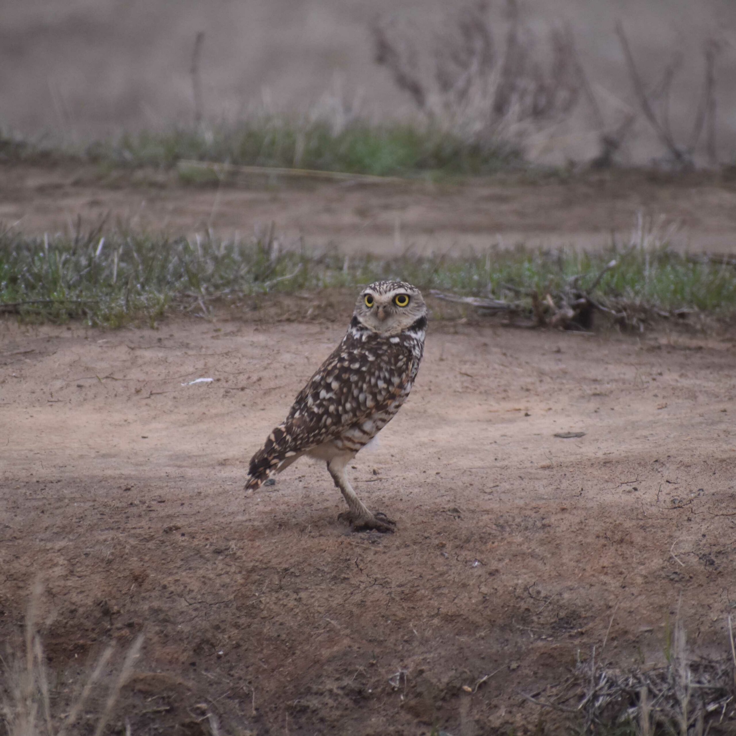 A large Burrowing owl standing on Natomas Basin Conservancy mitigation land.