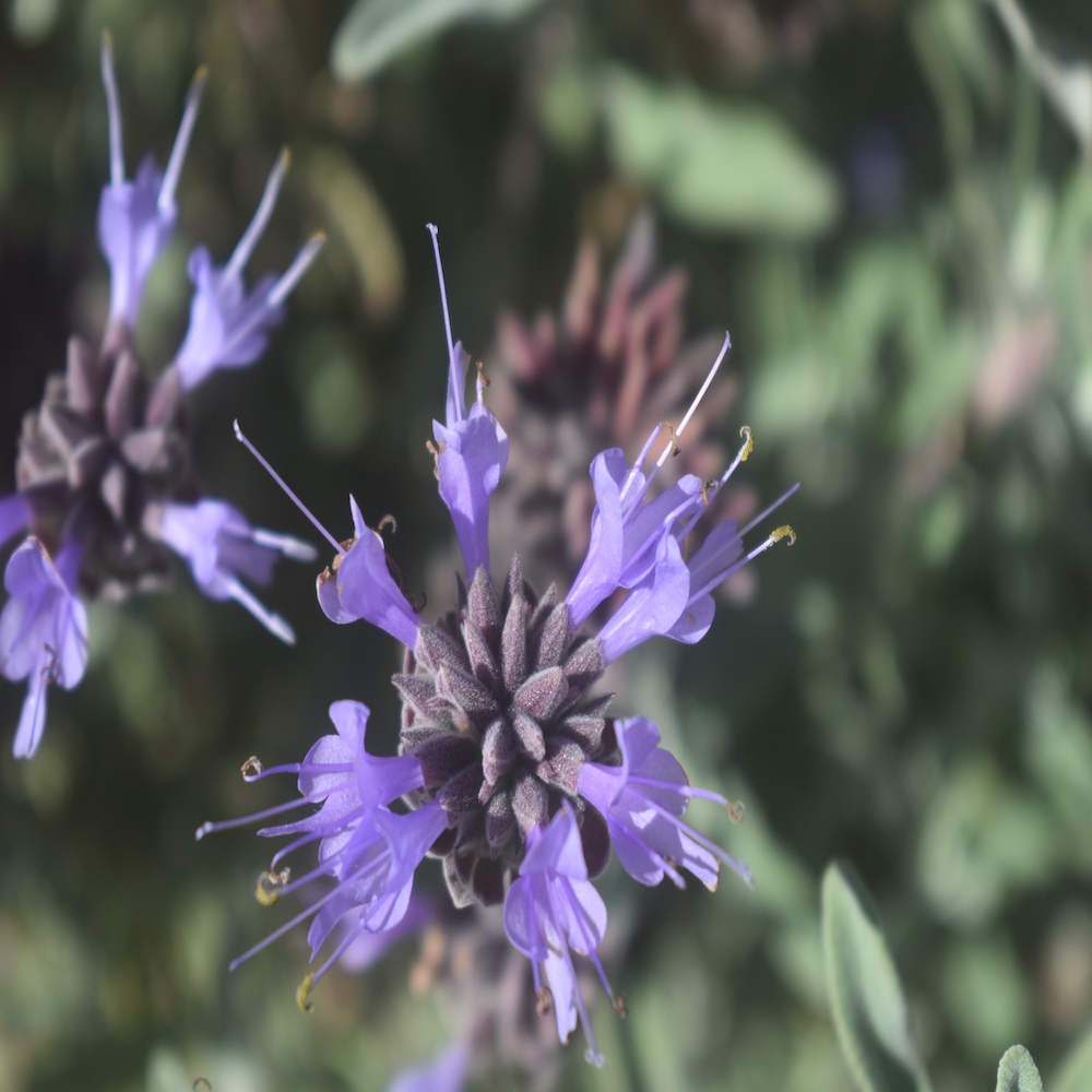 A close-up photo of a Purple sage flower.