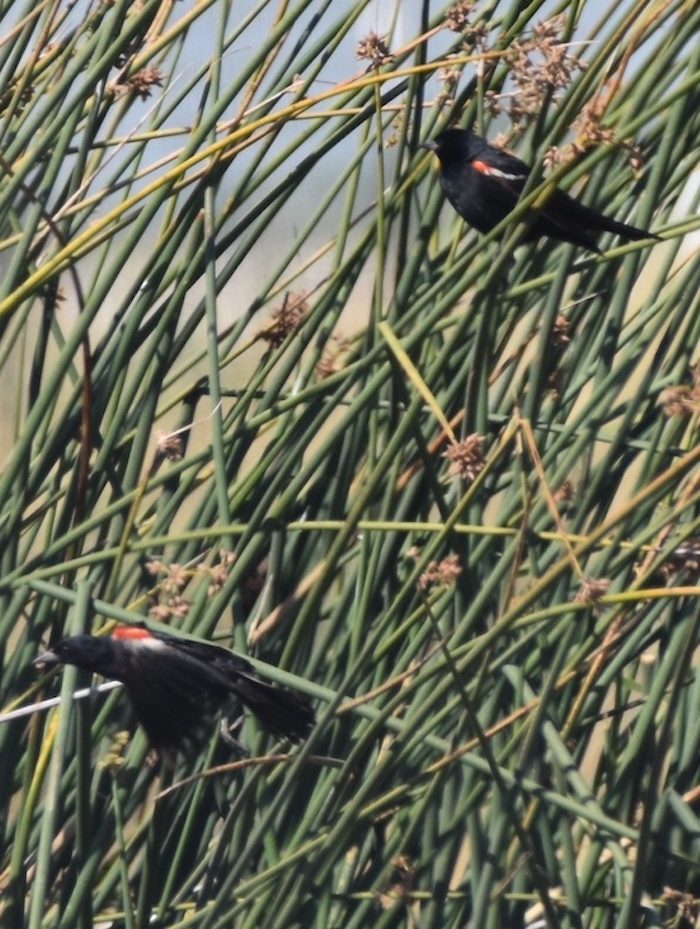 A photo of two Tri-colored blackbirds.