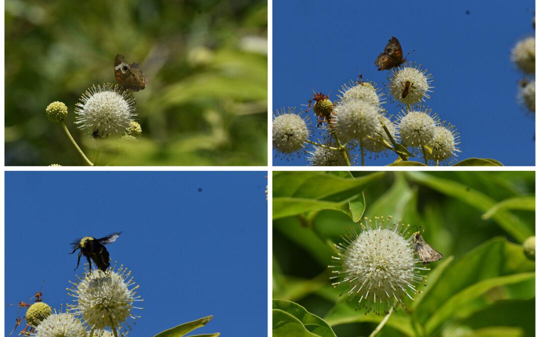 A collage of four photos of button willow plants with insects perched on top of them.