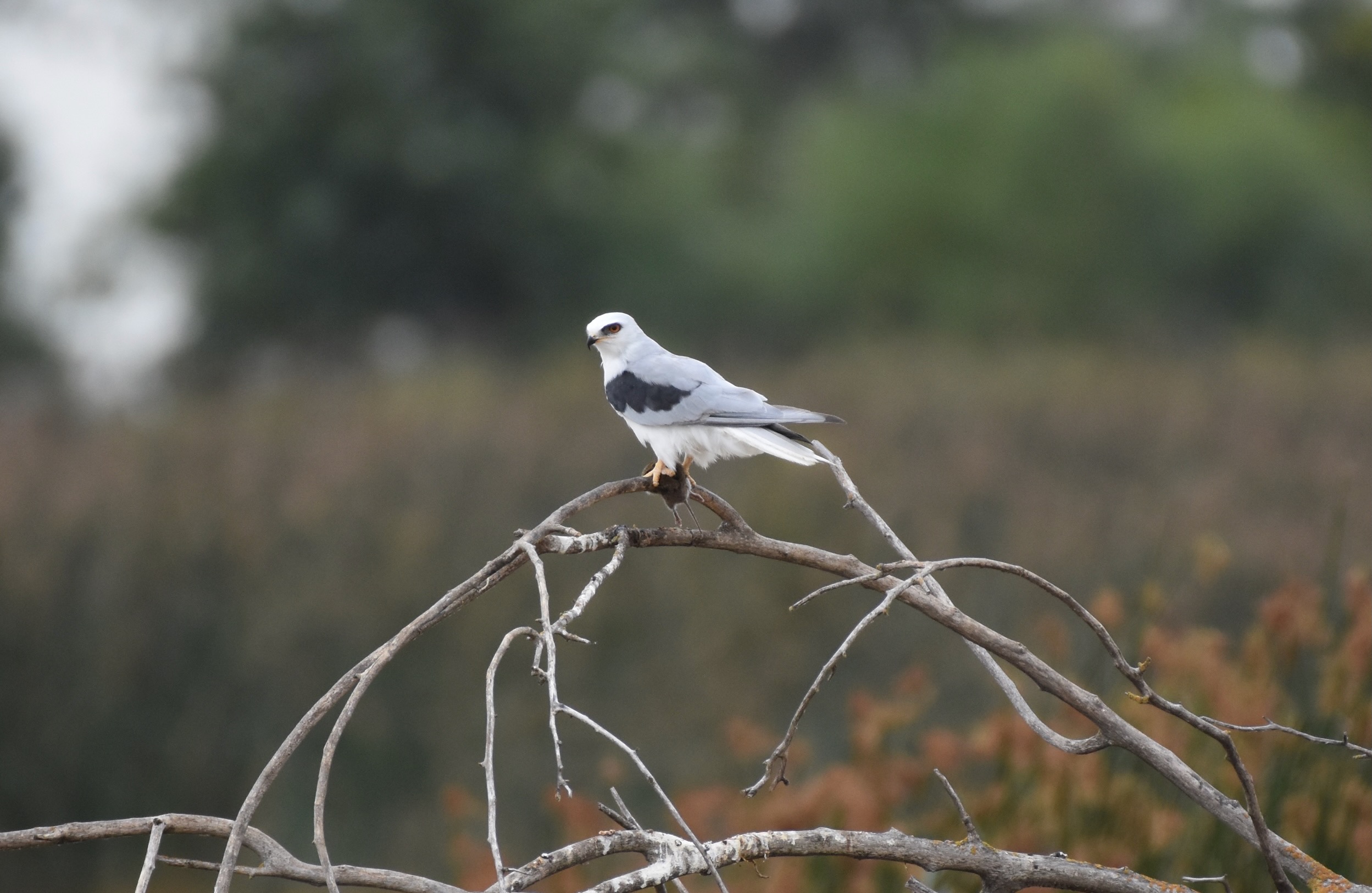 A photo of a Black-shouldered kite perched on a branch with prey in its clutches.
