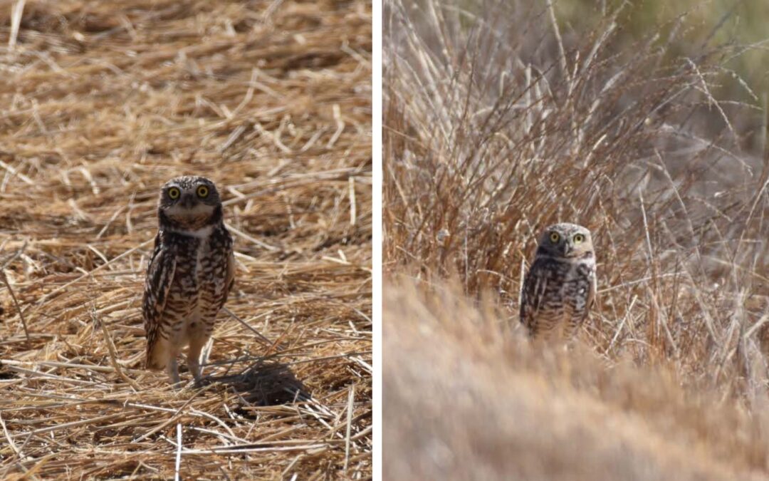 Two photos of a brown and white speckled Burrowing owl staring at the camera lens combined in a photo collage.