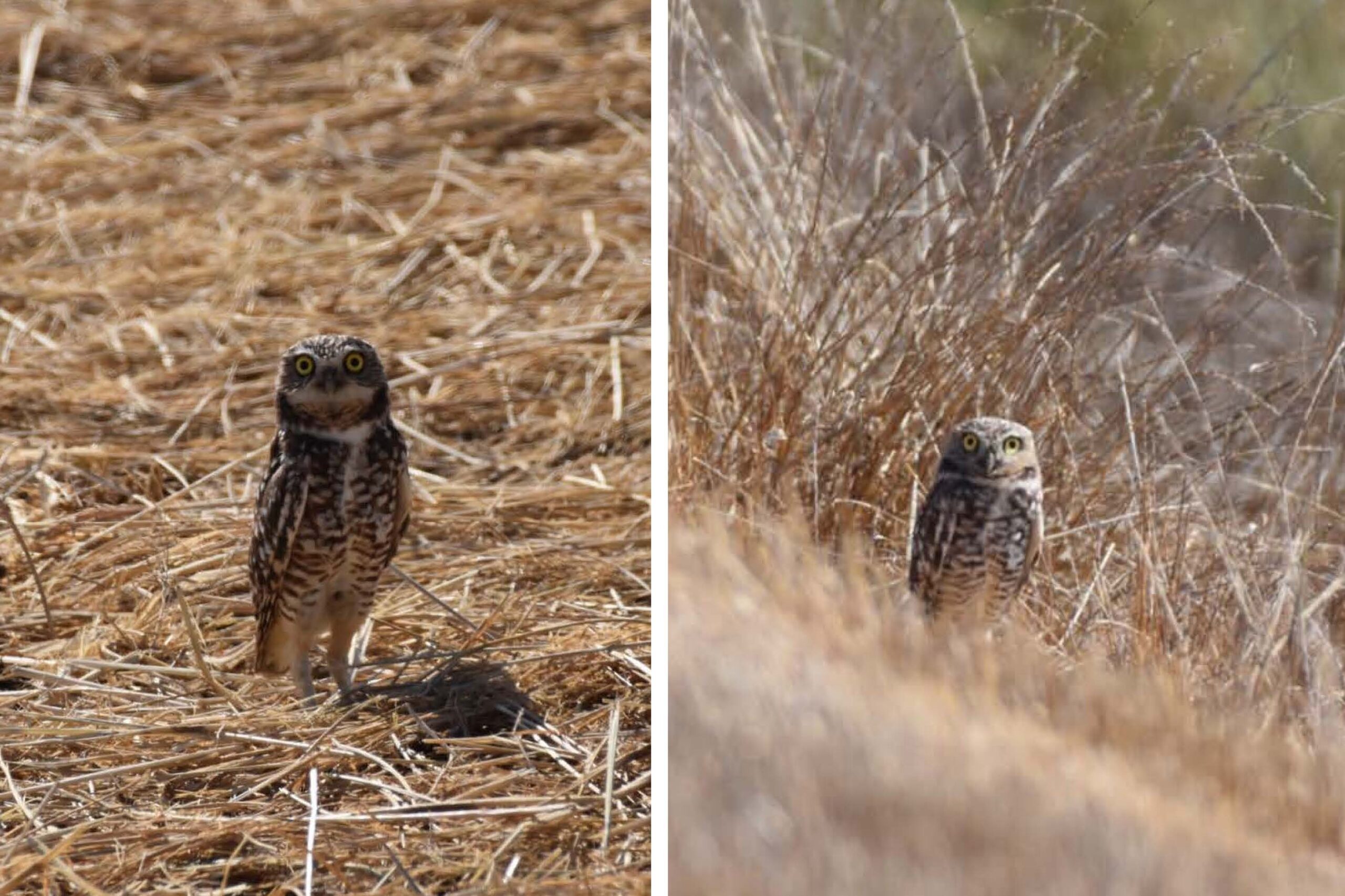 Two photos of a brown and white speckled Burrowing owl staring at the camera lens combined in a photo collage.