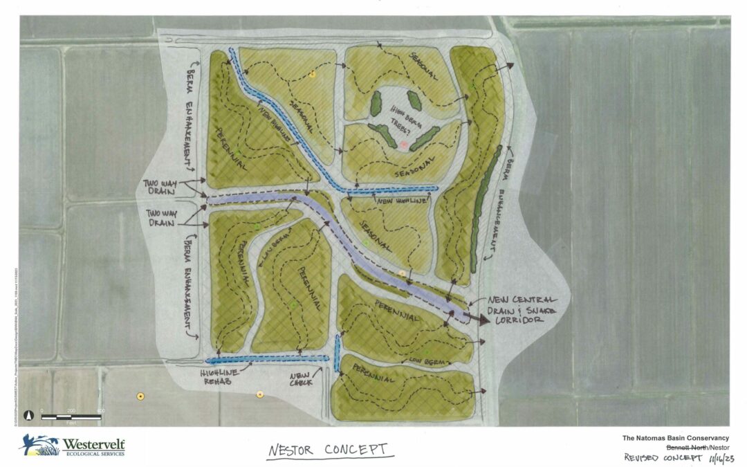 An illustration of managed marsh construction plans for the Nestor tract.