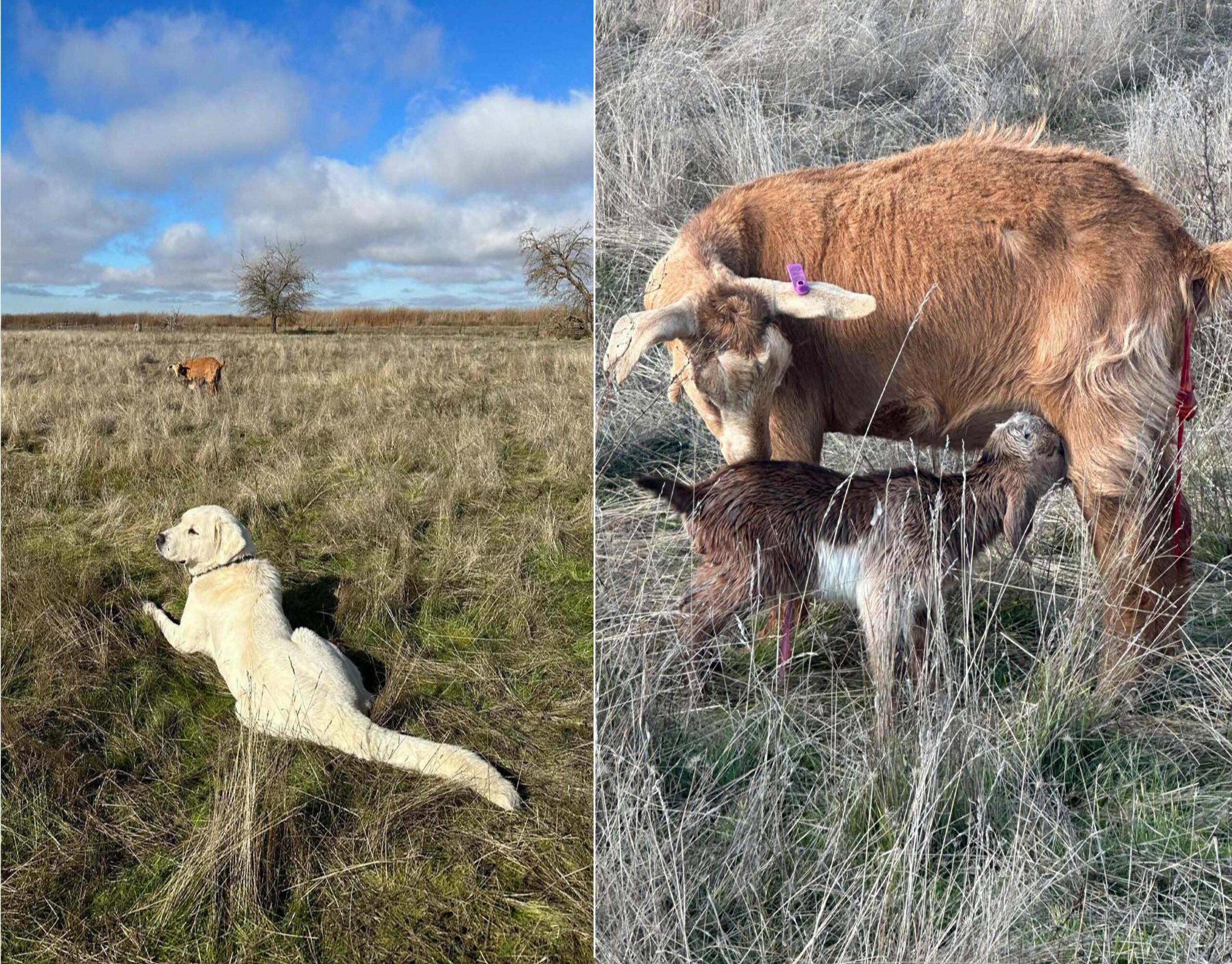A photo collage of two photos. On the left is a yellow labrador retriever dog laying in the grass looking over its shoulder with a goat in the distance. The picture on the right has two brown and white goats, a kid goat feeding on the nanny goat.