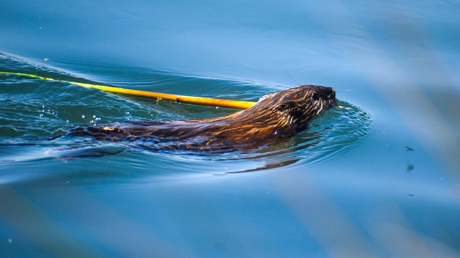 A photo of a beaver with a branch in its mouth swimming through blue waters causing ripples with its motion.